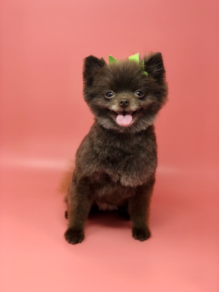 Egypt, a Pomeranian tested with EmbarkVet.com