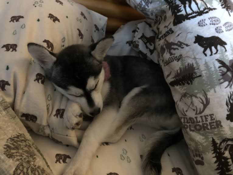 Wren Skywalker, an Alaskan Klee Kai tested with EmbarkVet.com