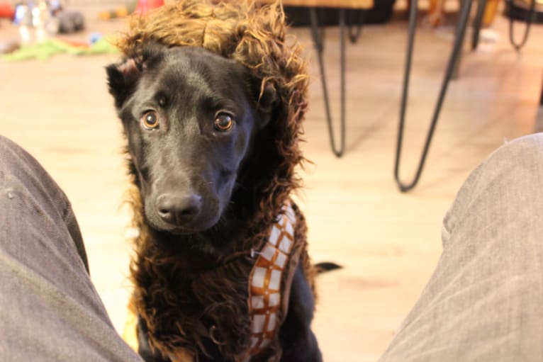 Wellesley, a German Shepherd Dog and Labrador Retriever mix tested with EmbarkVet.com