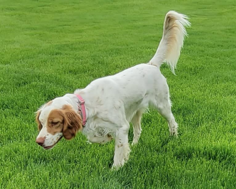 Savvy, a Llewellin Setter tested with EmbarkVet.com