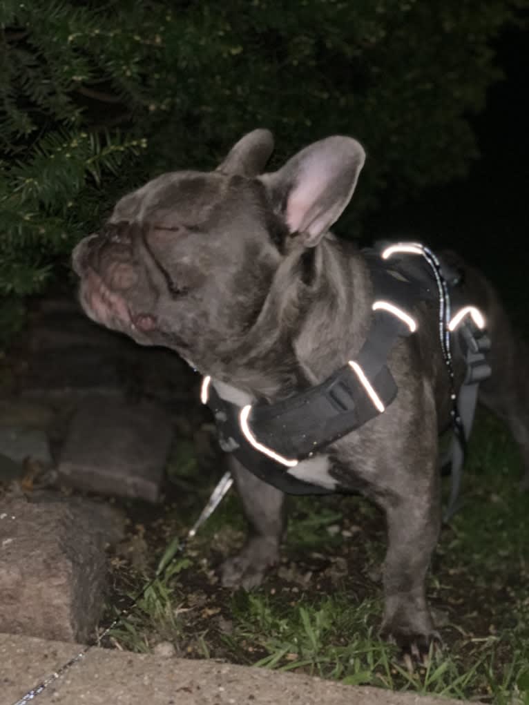 Nardo, a French Bulldog tested with EmbarkVet.com