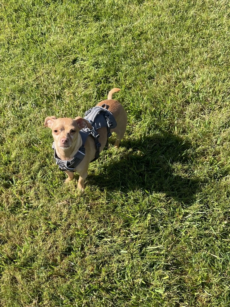 Lily, a Chihuahua and Rat Terrier mix tested with EmbarkVet.com