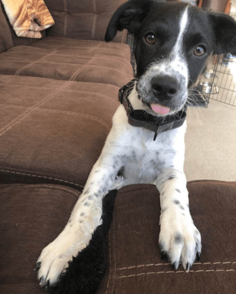 Riley, a German Shorthaired Pointer and Australian Cattle Dog mix tested with EmbarkVet.com