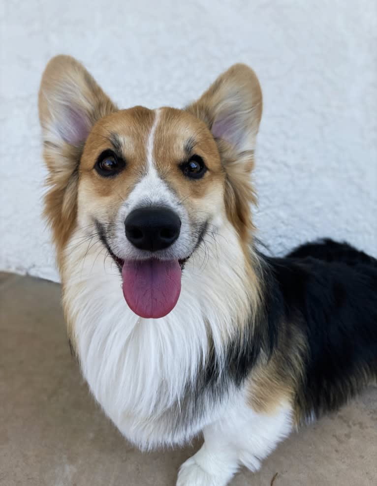 Chief, a Pembroke Welsh Corgi tested with EmbarkVet.com