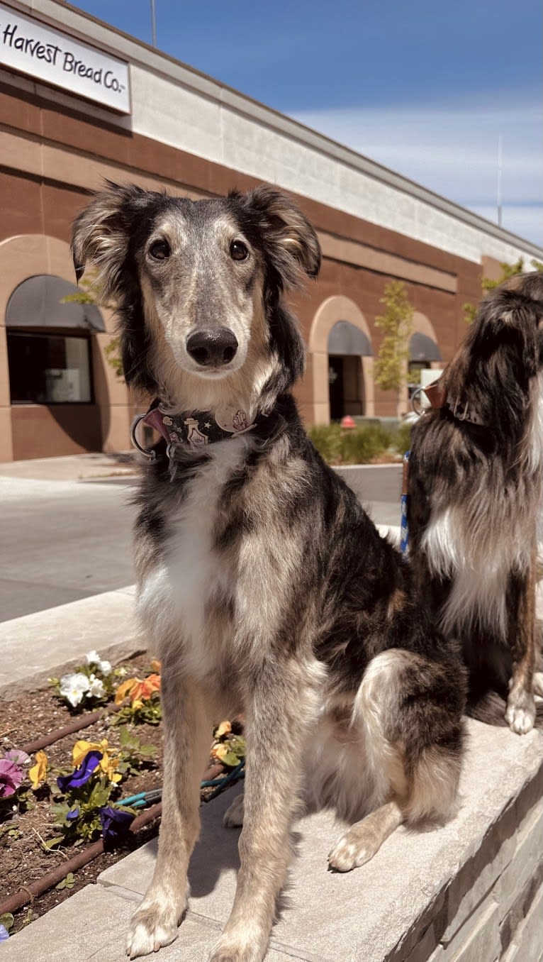 Pocus, a Silken Windhound tested with EmbarkVet.com
