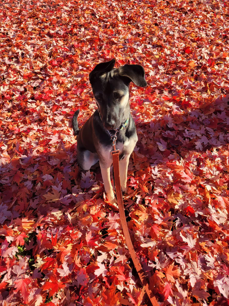 Fausto (fka Clue), an American Village Dog tested with EmbarkVet.com