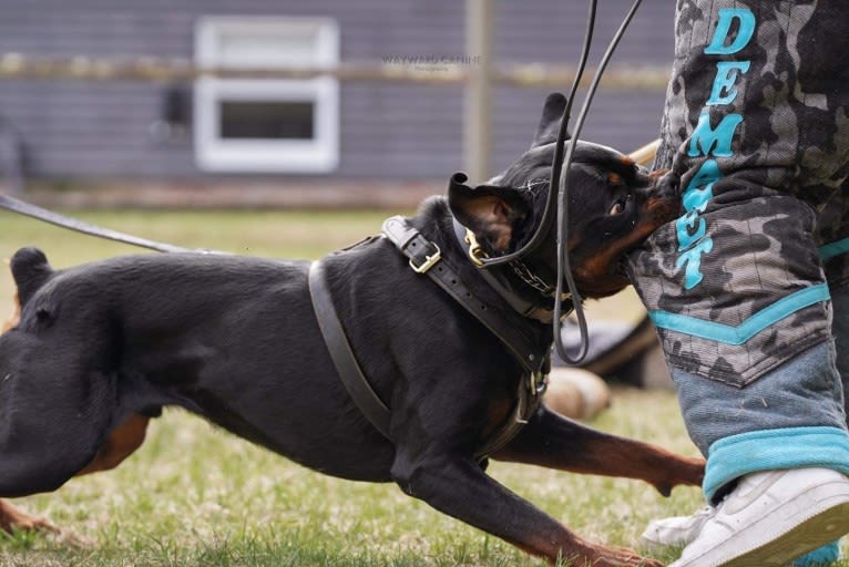 Kratos Raiju, a Rottweiler tested with EmbarkVet.com