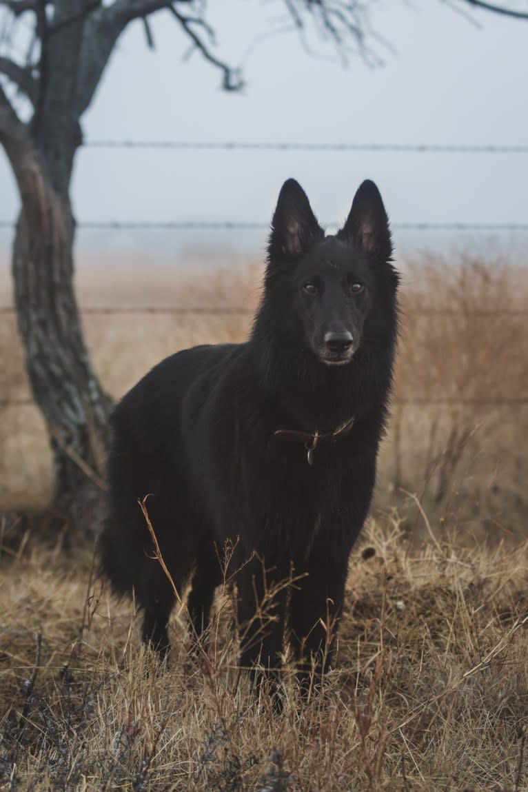 Spitfire's Quizzical Quest "Finch", a Belgian Shepherd tested with EmbarkVet.com