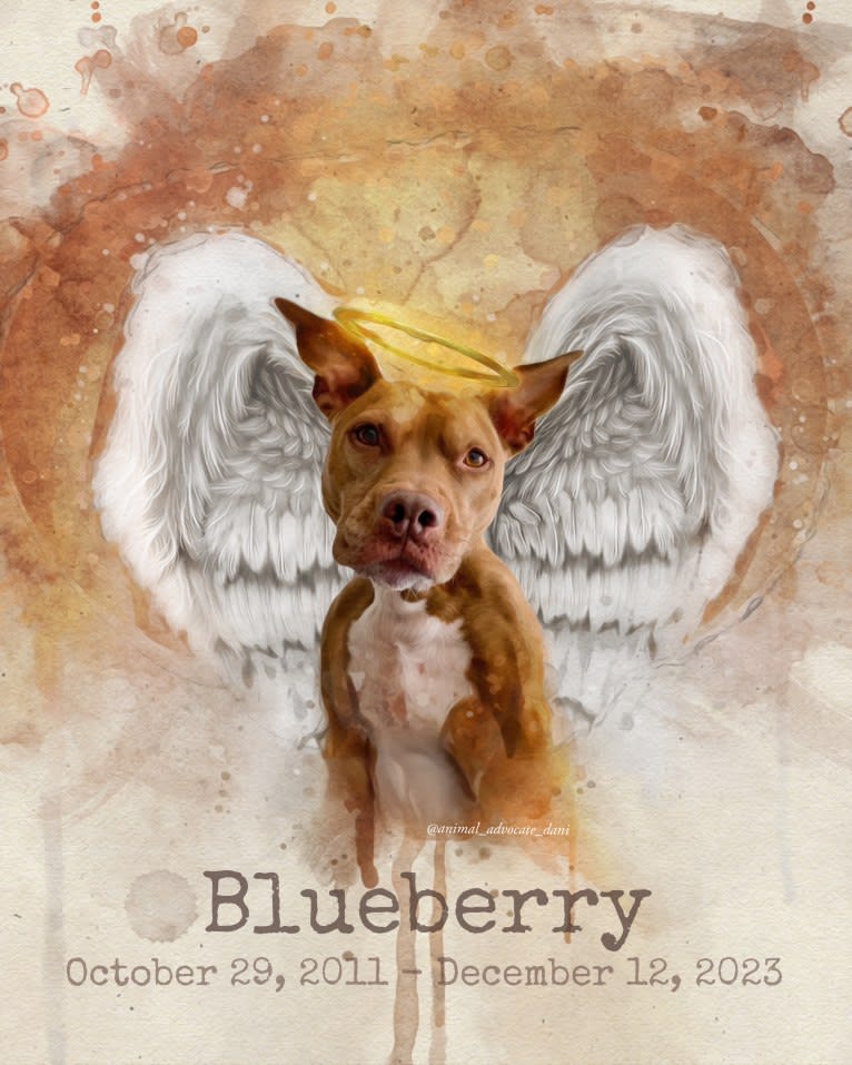 Blueberry, an American Pit Bull Terrier and American Staffordshire Terrier mix tested with EmbarkVet.com