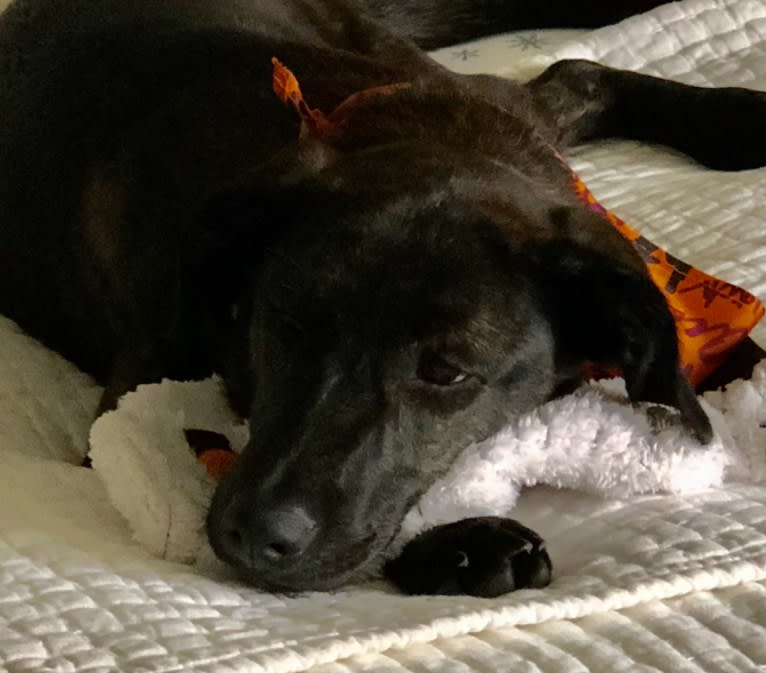 Lucky, an American Pit Bull Terrier and Labrador Retriever mix tested with EmbarkVet.com