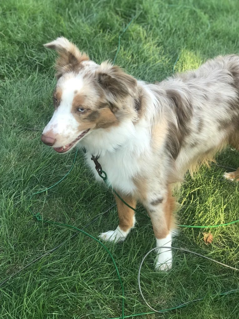 Harrison, an Australian Shepherd and Border Collie mix tested with EmbarkVet.com