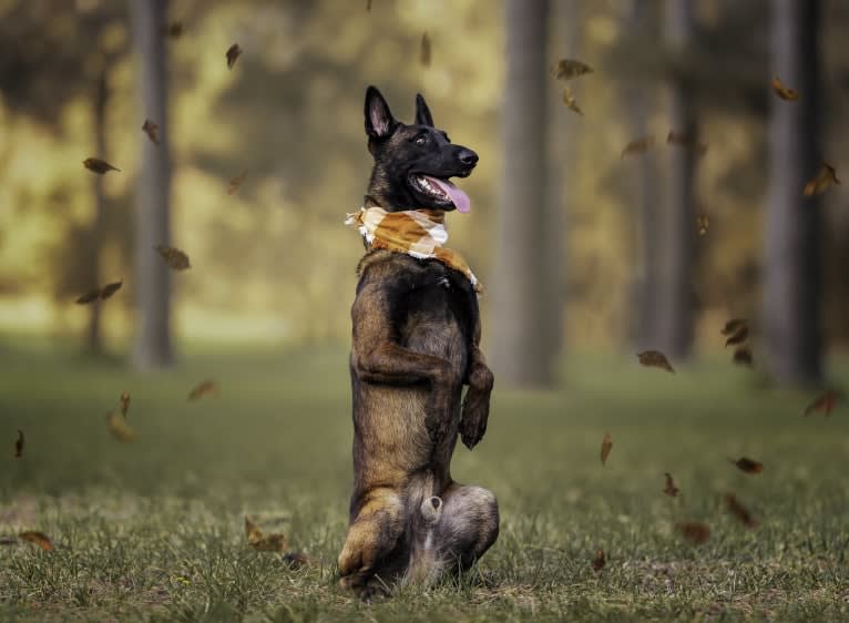 Kid, a Belgian Shepherd tested with EmbarkVet.com