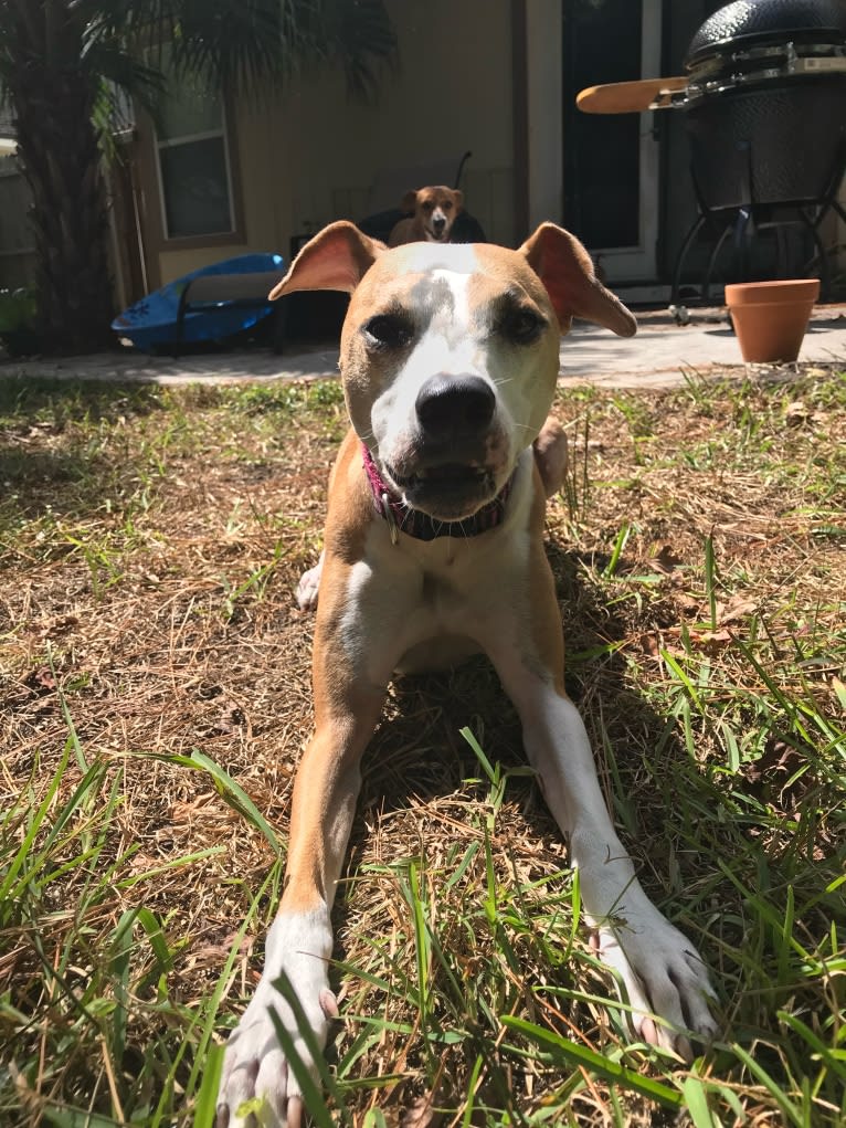 Cappucino, a Chihuahua and American Pit Bull Terrier mix tested with EmbarkVet.com