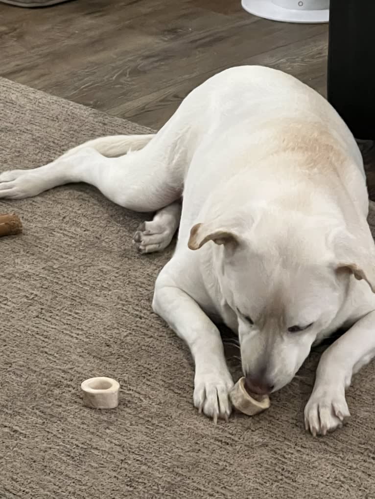 Maizee, a Great Pyrenees and German Shepherd Dog mix tested with EmbarkVet.com