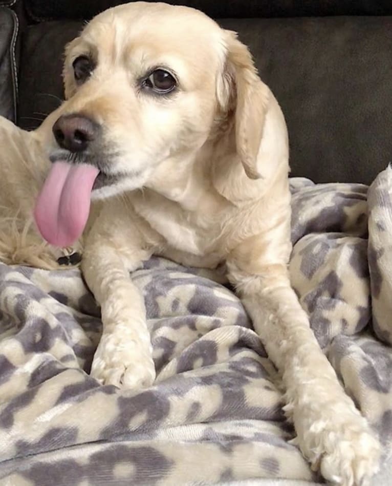 Daisy, a Cocker Spaniel and Poodle (Small) mix tested with EmbarkVet.com