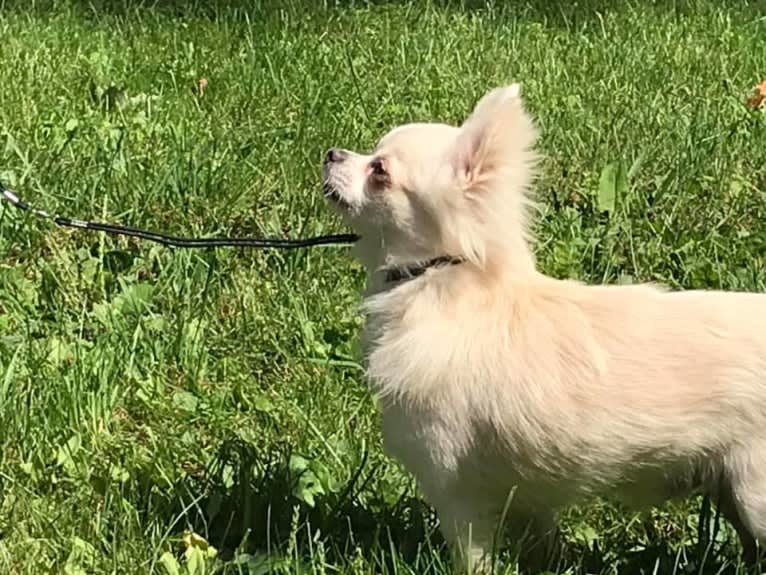 Yeti, a Chihuahua tested with EmbarkVet.com