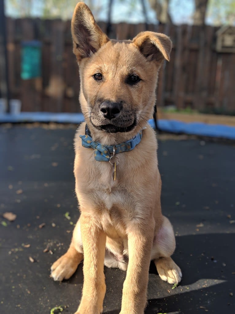 Apollo, a Jindo tested with EmbarkVet.com