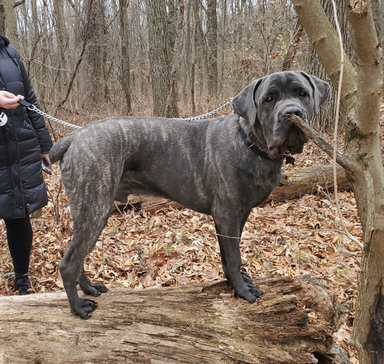 Rocco Roman Hughes, a Cane Corso tested with EmbarkVet.com