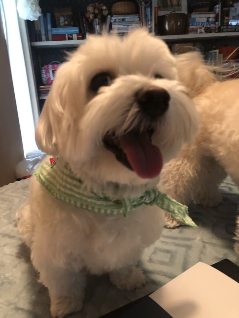 Brody, a Maltese tested with EmbarkVet.com