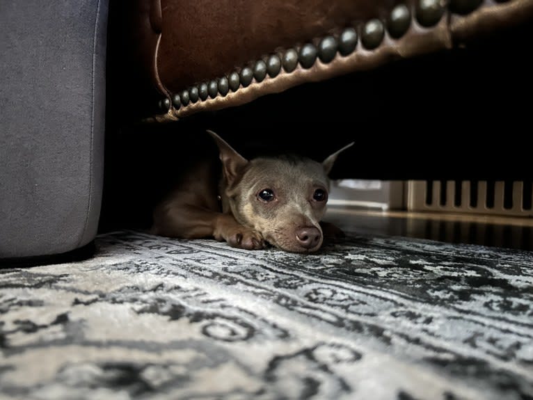 Roo, a Miniature Pinscher tested with EmbarkVet.com