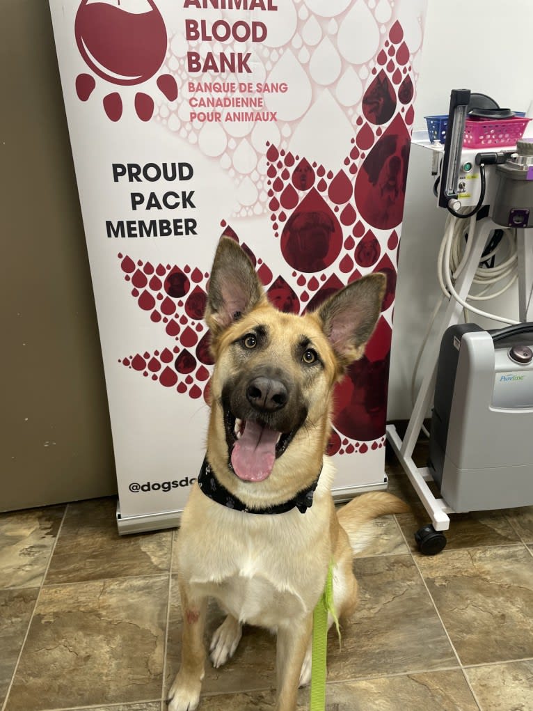 Enzo, a Siberian Husky and German Shepherd Dog mix tested with EmbarkVet.com