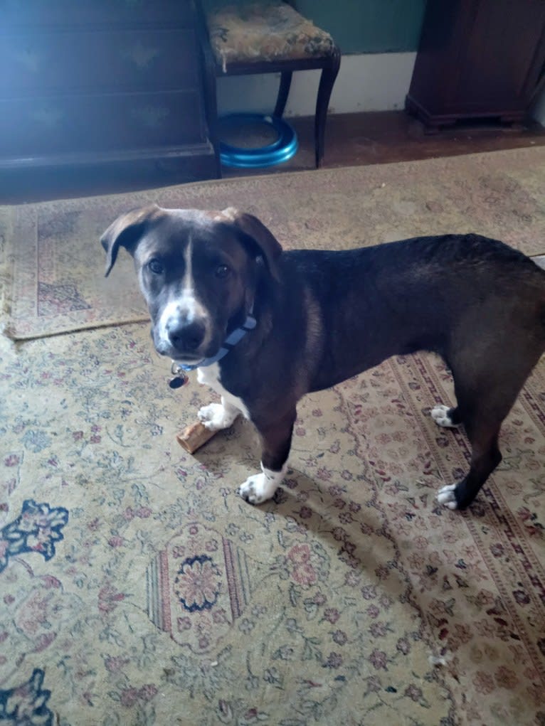 Boomer, an American Pit Bull Terrier and Labrador Retriever mix tested with EmbarkVet.com