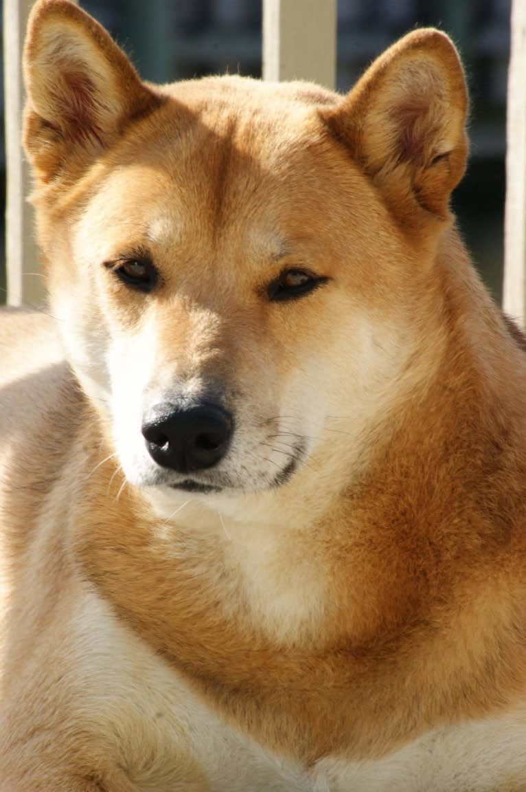 Misiek, a Shiba Inu tested with EmbarkVet.com