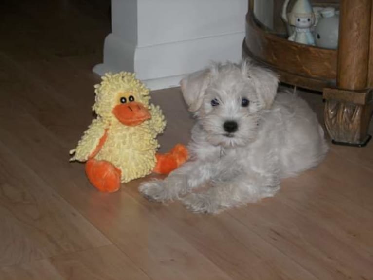 Sailor, a Miniature Schnauzer tested with EmbarkVet.com