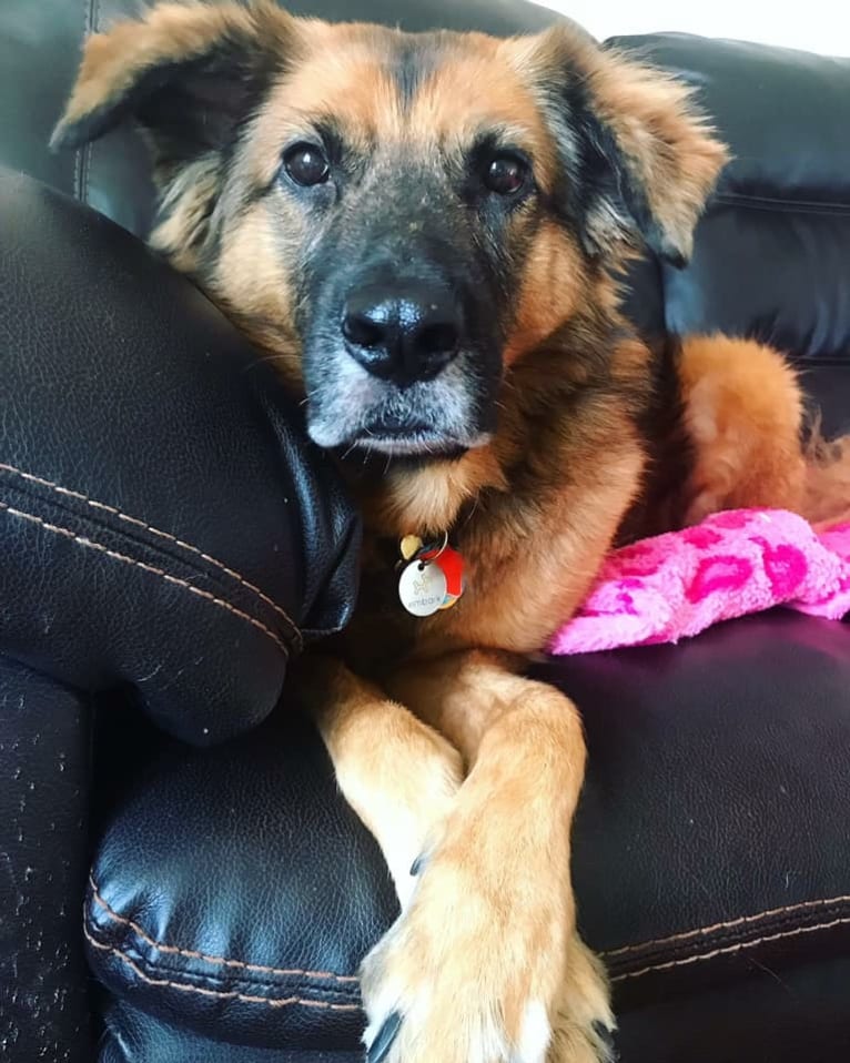 Max, a German Shepherd Dog and Labrador Retriever mix tested with EmbarkVet.com