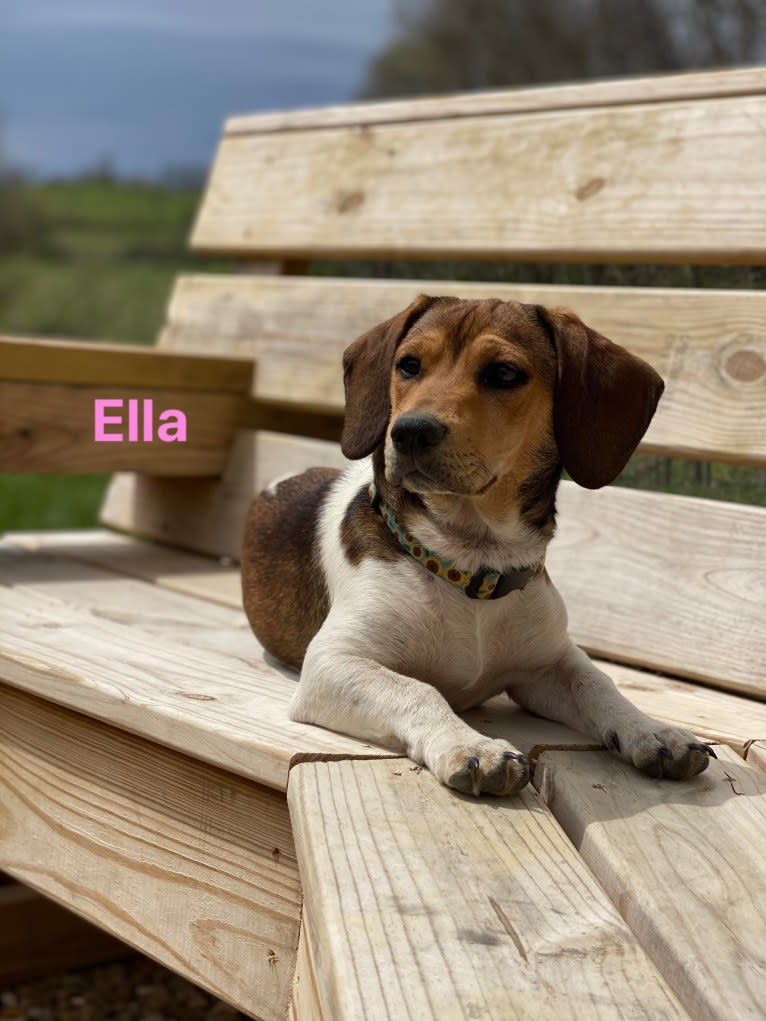 Bandit, a Treeing Walker Coonhound and Beagle mix tested with EmbarkVet.com