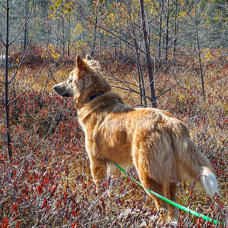 Bear a dog tested with EmbarkVet.com