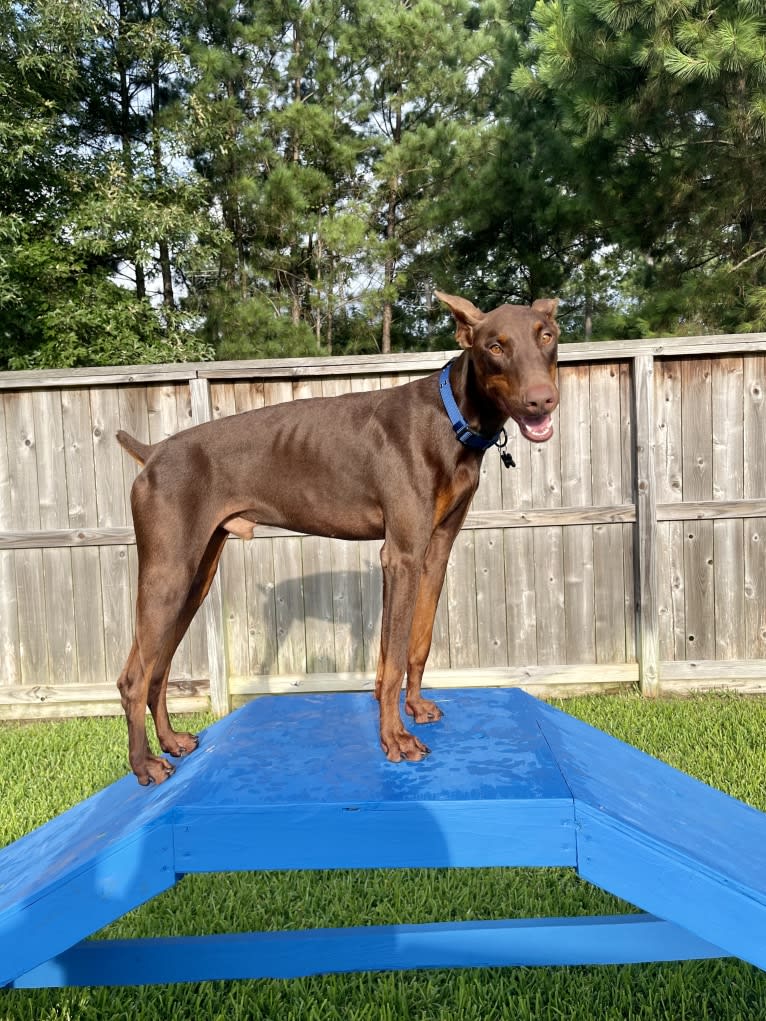 Axel Valor Rasberry, a Doberman Pinscher tested with EmbarkVet.com