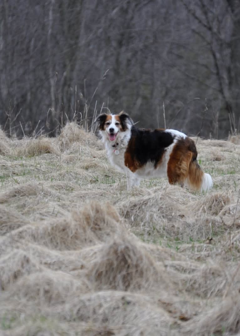 Turbo, an English Setter and Brittany mix tested with EmbarkVet.com