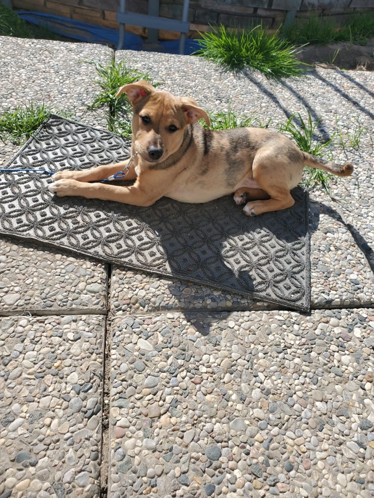 Gigi, an American Pit Bull Terrier and Australian Shepherd mix tested with EmbarkVet.com