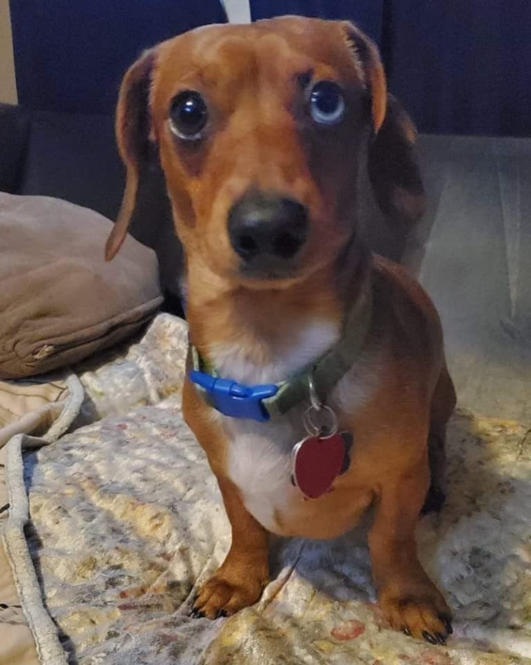 Casey, a Dachshund tested with EmbarkVet.com