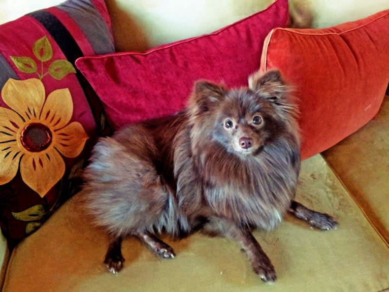 Brownie, a Pomeranian tested with EmbarkVet.com