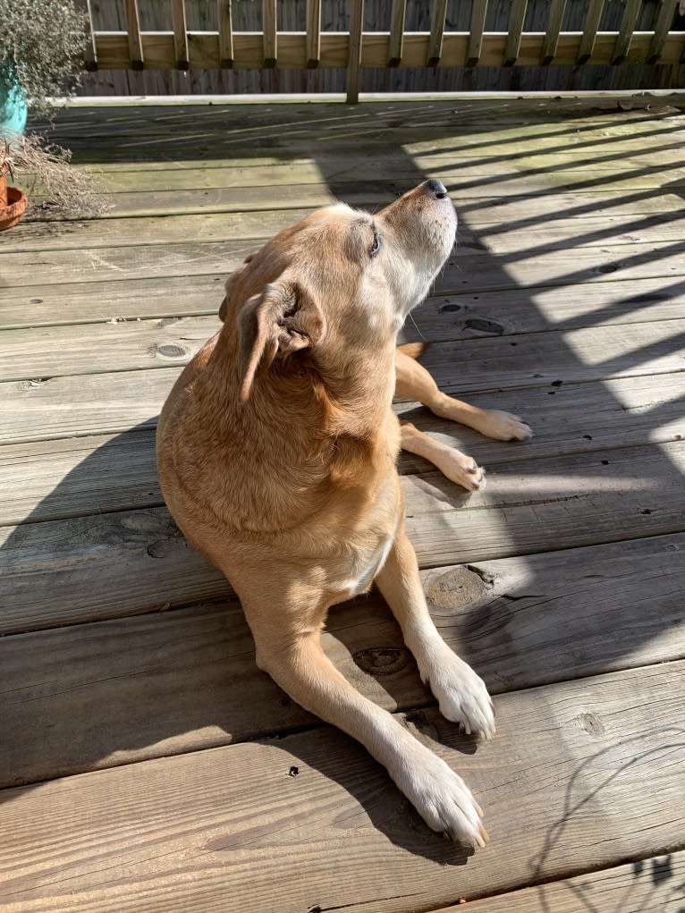 Dougie, a Chihuahua and Dachshund mix tested with EmbarkVet.com