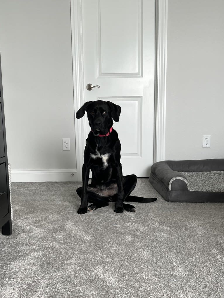 Remi, a Newfoundland and American Pit Bull Terrier mix tested with EmbarkVet.com