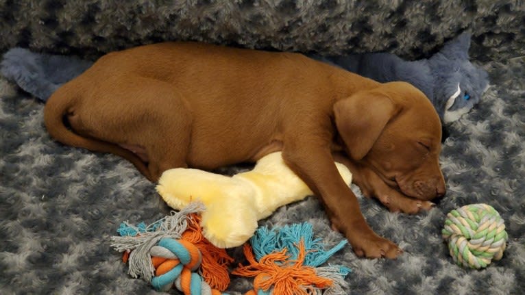 Kingston, a Weimaraner and Labrador Retriever mix tested with EmbarkVet.com