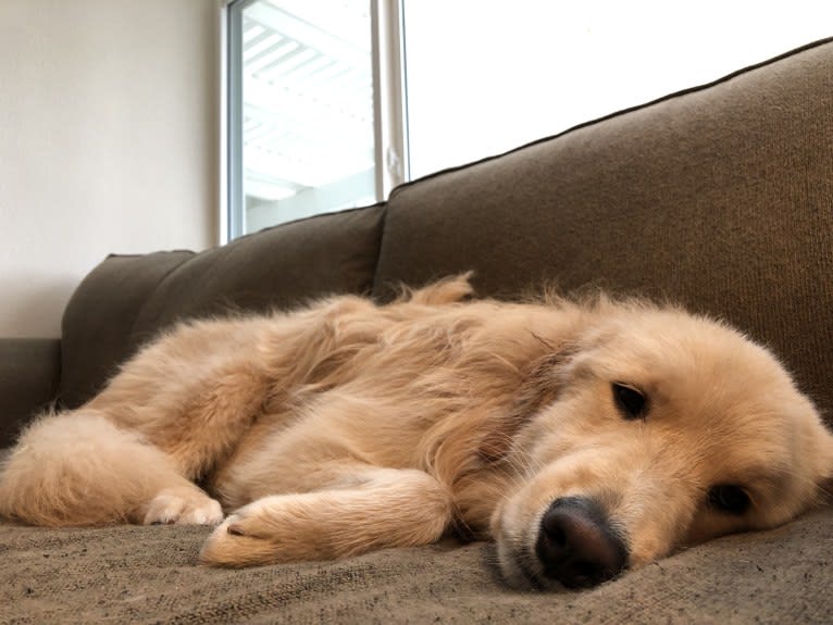 Kai, a Border Collie and Golden Retriever mix tested with EmbarkVet.com