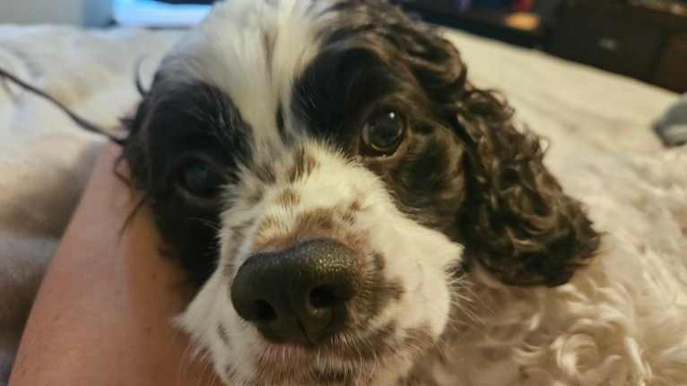 Piper, a Cocker Spaniel tested with EmbarkVet.com