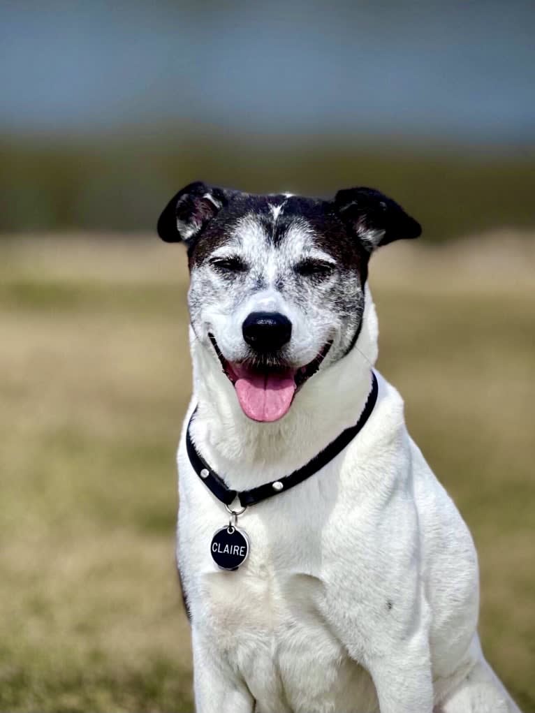 Claire, an American Pit Bull Terrier and Labrador Retriever mix tested with EmbarkVet.com