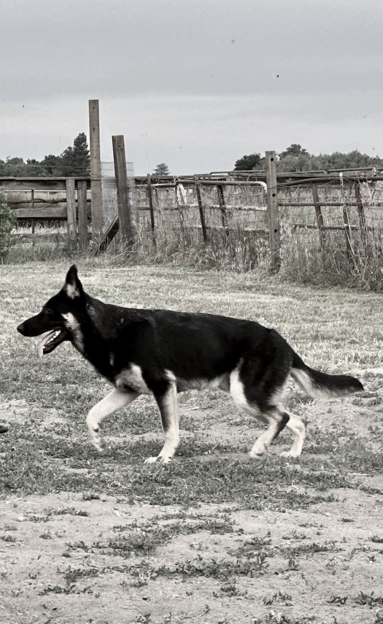 Pyro, a German Shepherd Dog (6.9% unresolved) tested with EmbarkVet.com