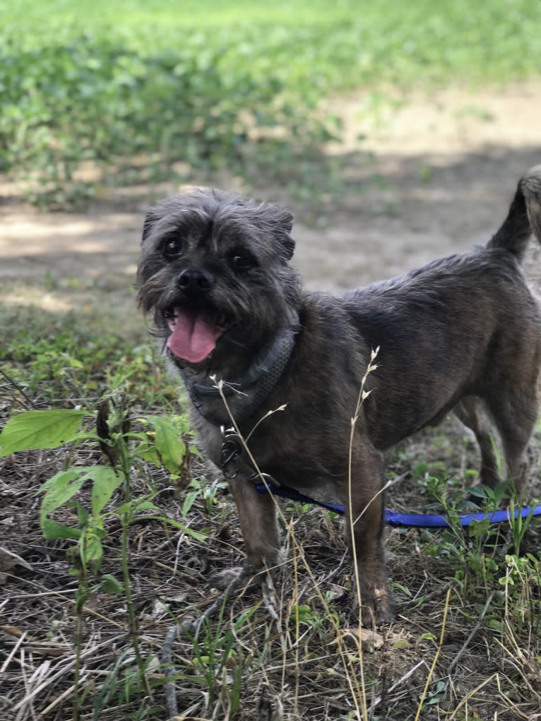 Bucky, a Lhasa Apso and Rat Terrier mix tested with EmbarkVet.com