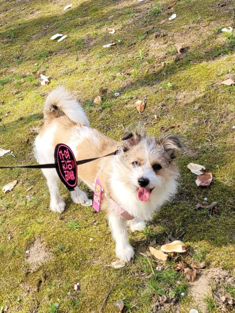 BBORI, a Japanese or Korean Village Dog tested with EmbarkVet.com