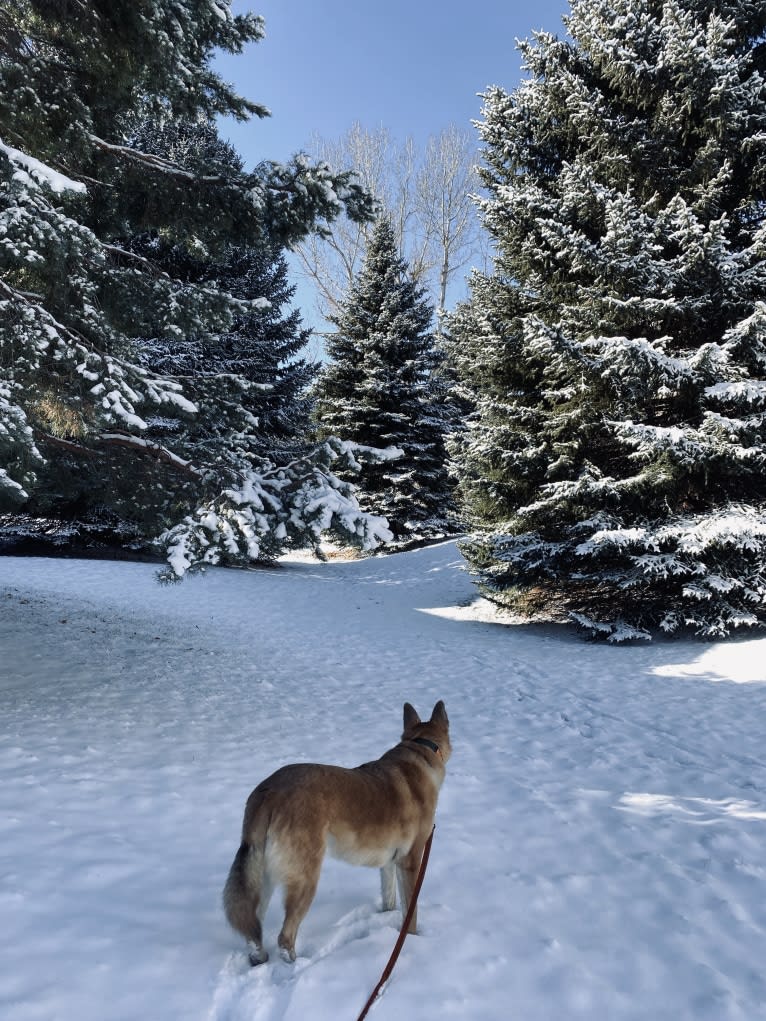 Boban, a German Shepherd Dog and Great Pyrenees mix tested with EmbarkVet.com