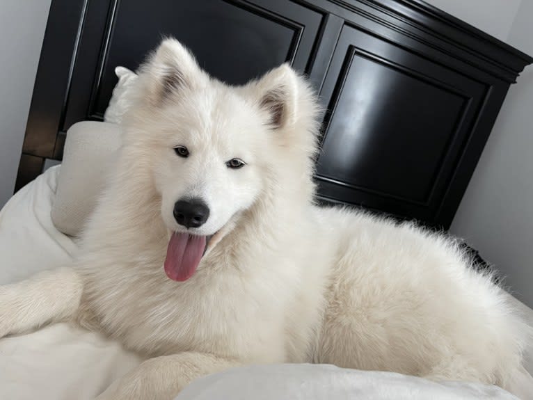 Sammi, a Samoyed and German Shepherd Dog mix tested with EmbarkVet.com