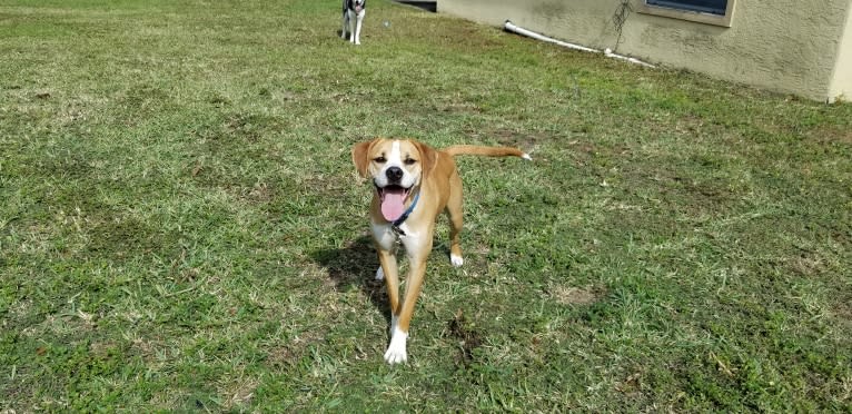 Dakota, an American Pit Bull Terrier and American Staffordshire Terrier mix tested with EmbarkVet.com