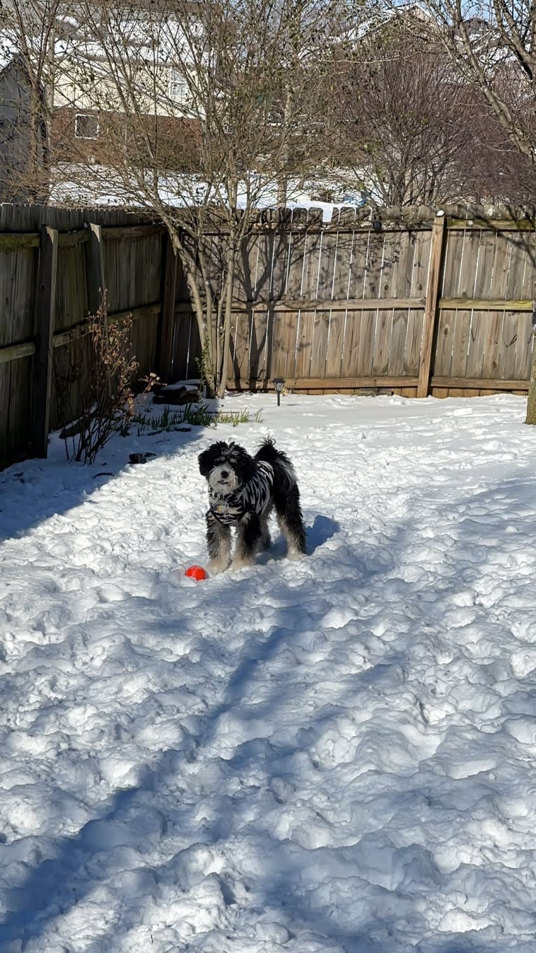 Drake, a Bernese Mountain Dog and Poodle (Small) mix tested with EmbarkVet.com