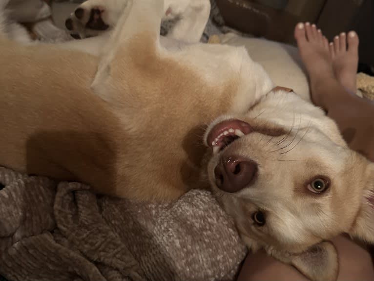 Hoodoo, a Siberian Husky and American Pit Bull Terrier mix tested with EmbarkVet.com